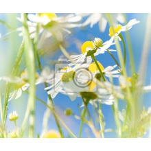 Фотообои - Ромашки и природные лекарственные травы