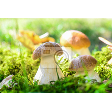 Фотообои с грибами в стиле макро