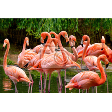Фотообои - Стая фламинго