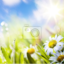 Фотообои с цветами в траве