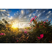Фотообои - Поле с цветами на закате