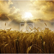 Фотообои для стены с пшеницей