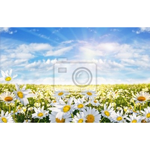 Фотообои - Поле цветов под голубым облачным небом