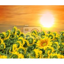 Фотообои - Красивые цветы солнца