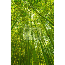Фотообои - Бамбуковые заросли
