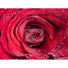 Фотообои на стену с красной розой и каплями воды
