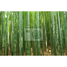 Фотообои на стену с бамбуковой рощей
