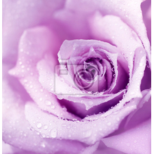 Фотообои - Фиолетовая роза