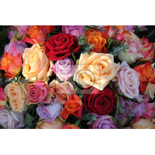Фотообои для стен - Разноцветные розы