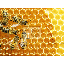Фотообои с пчелами