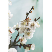 Фотообои с весенней веточкой в цветах