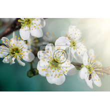 Фотообои - Цветение вишни