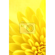 Фотообои - Желтая хризантема
