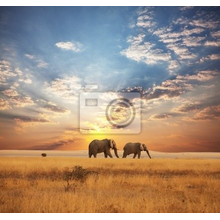 Фотообои на стену - Слоны в саванне