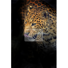 Фотообои - Леопард