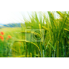 Фотообои - Зеленая пшеница