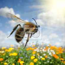 Фотообои - Пчела