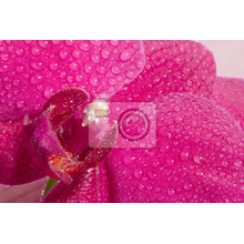 Фотообои - Крупная розовая орхидея