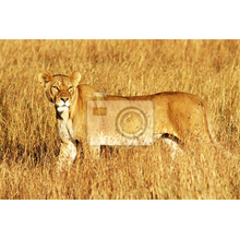 Фотообои - Львица в Африке
