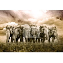Фотообои на стену - Стадо слонов