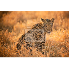 Фотообои - Леопард на закате