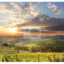 Фотообои - Тосканский виноградник