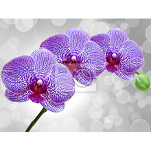 Фотообои для стен - Цветок орхидеи