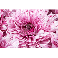Фотообои с розовой хризантемой макро