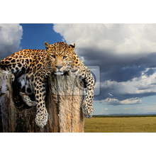 Фотообои для стен с леопардом