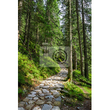 Фотообои - Каменная дорожка в лесу