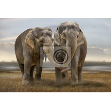 Фотообои с влюбленными слонами