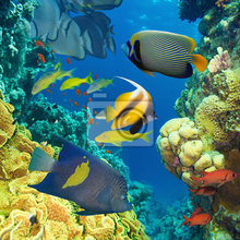 Фотообои - Кораллы и рыбки