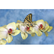 Фотообои - Бабочка на орхидее
