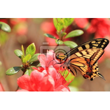 Фотообои - Роскошная бабочка