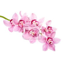 Фотообои - Веточка орхидеи