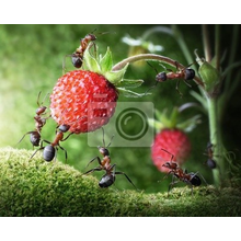 Фотообои с муравьями и малиной