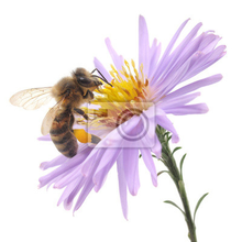 Фотообои - Пчела на цветке