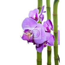 Фотообои - Орхидея и бамбук