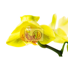 Фотообои - Желтая орхидея - макро