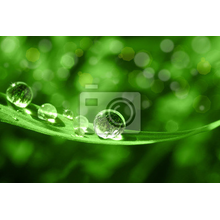 Фотообои - Зеленый лист травы
