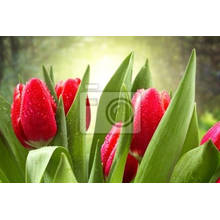 Фотообои с красными тюльпанами