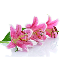 Фотообои - Три розовых лилии