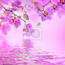 Фотообои - Орхидеи в розовом цвете