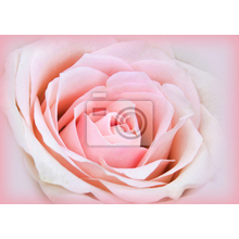 Обои для стен - Розовая роза