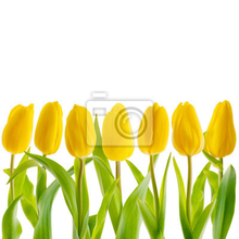 Фотообои на стену - Желтые тюльпаны