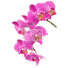 Фотообои - Розовая орхидея на белом