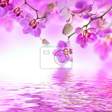 Фотообои с розовыми орхидеями над водой
