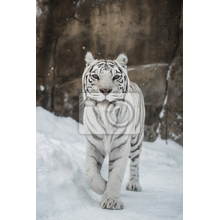 Фотообои - Белый тигр