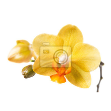 Фотообои - Желтая орхидея на белом фоне