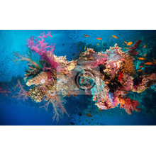 Фотообои - Тропические кораллы